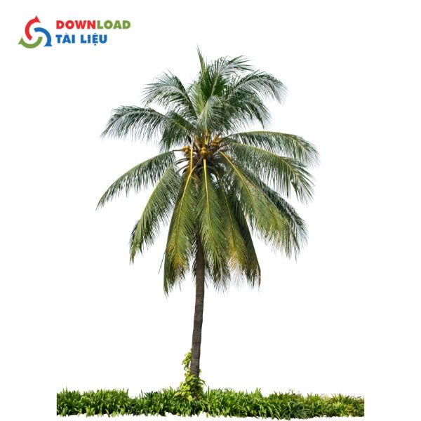 coconut tree vector 10