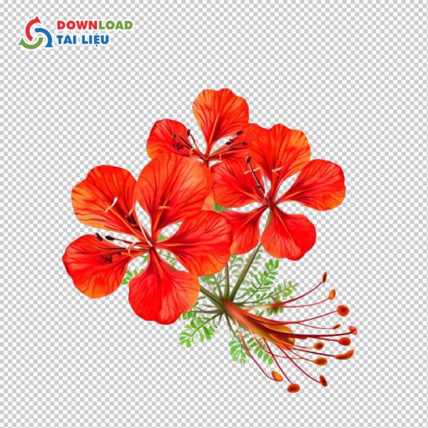 hoa phượng vector png