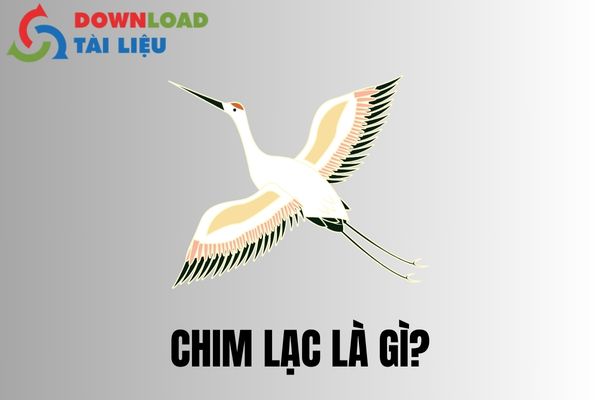 Chim Lạc Là Gì