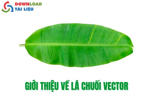 Giới Thiệu Về Lá Chuối Vector