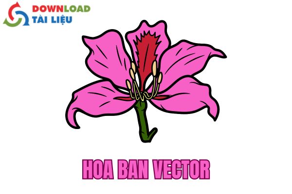 hoa ban vector