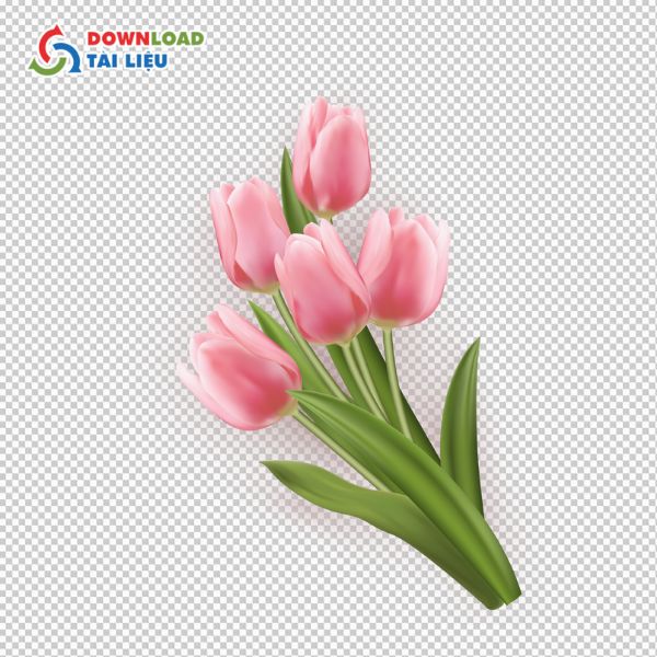 hoa tulip vector màu hồng