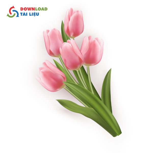 hoa tulip vector màu hồng