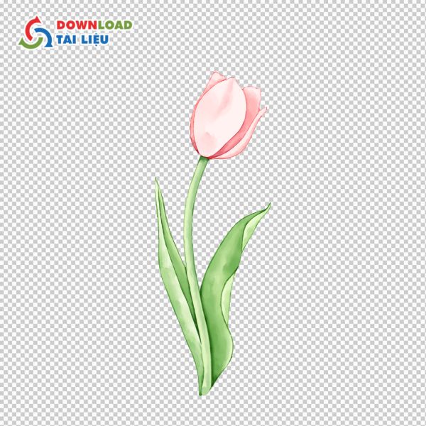 nhành bó hoa tulip vector png