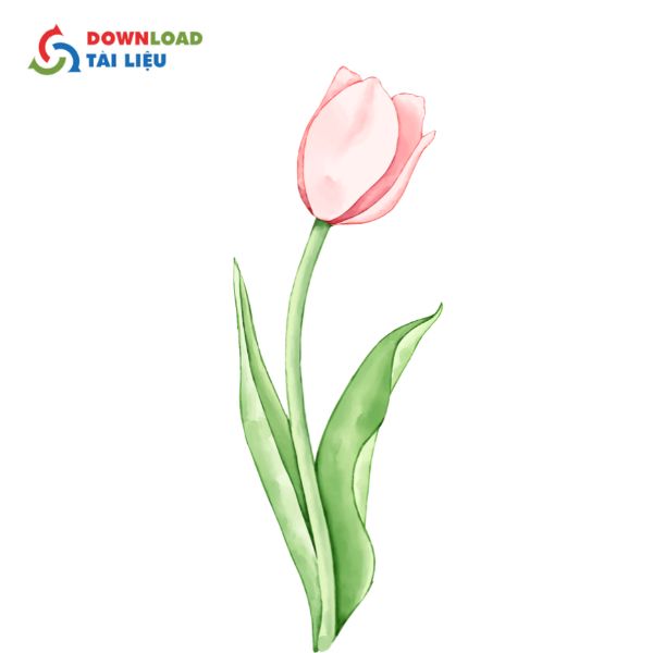 nhành bó hoa tulip vector png