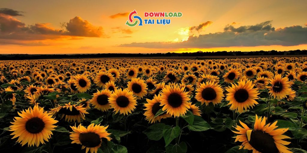 Tải Ngay 30+ Mẫu Background Hoa Hướng Dương Miễn Phí Mẫu hình nền hoa hướng dương đẹp