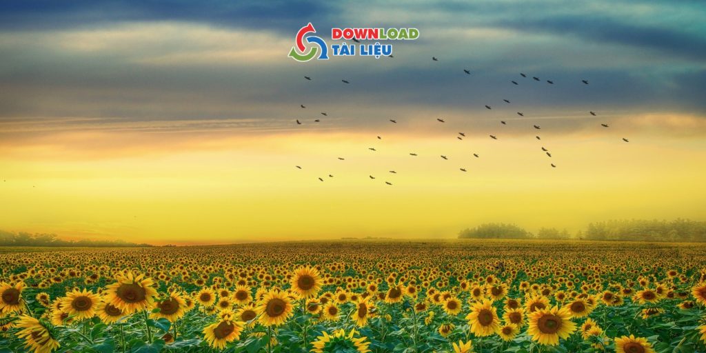 Tải Ngay 30+ Mẫu Background Hoa Hướng Dương Miễn Phí Mẫu ảnh nền hoa hướng dương full HD