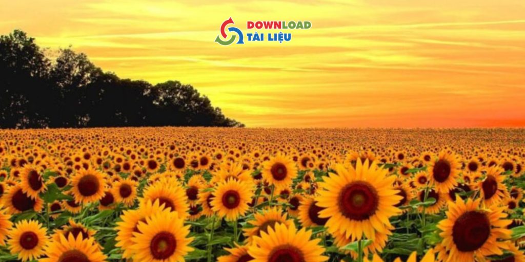 Tải Ngay 30+ Mẫu Background Hoa Hướng Dương Miễn Phí Mẫu background hoa hướng dương png