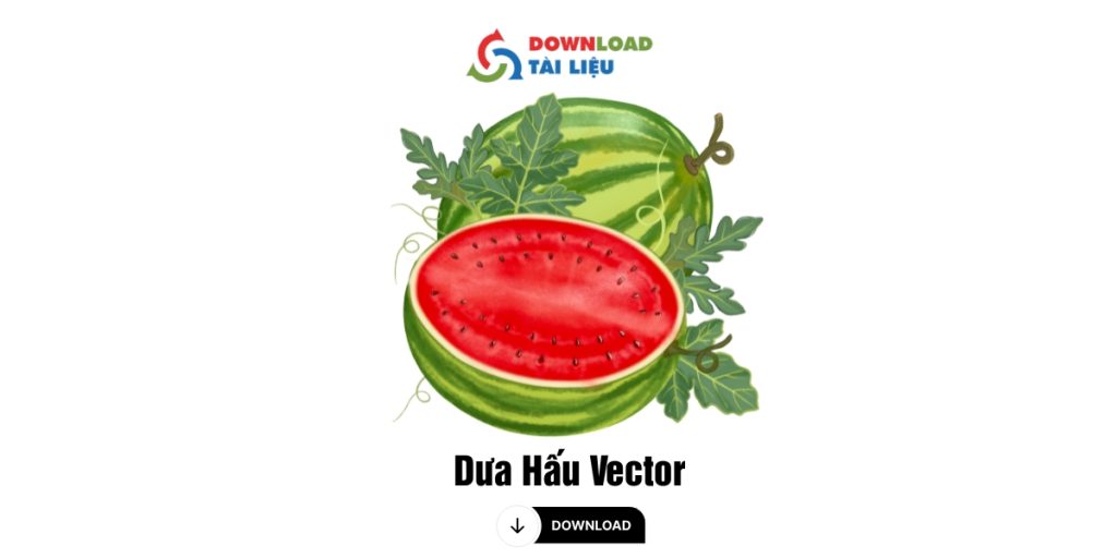 Tải 30+ Mẫu Dưa Hấu Vector Chất Lượng Cao Miễn Phí Dưa Hấu Vector