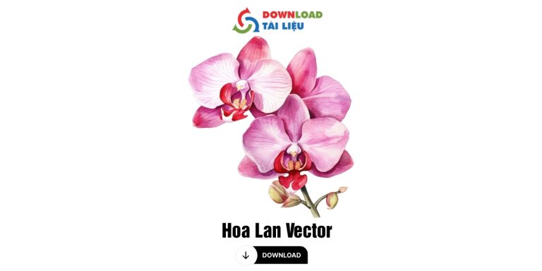hoa lan Vector