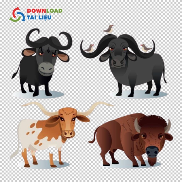 Mẫu hình ảnh con trâu chất lượng cao