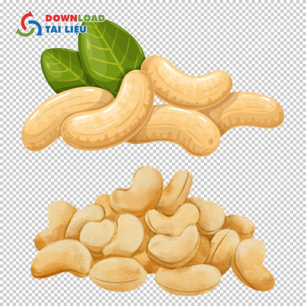 Tải 40+ Mẫu Hạt Điều Vector Đẹp File PNG, JPG Miễn Phí Mẫu hạt điều vector tải miễn phí cho designer