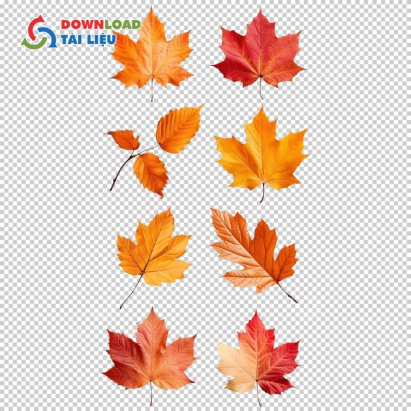 Download 50+ Mẫu Lá Phong Vector File AI, EPS, JPG, JPEG Miễn Phí lá phong đỏ vector